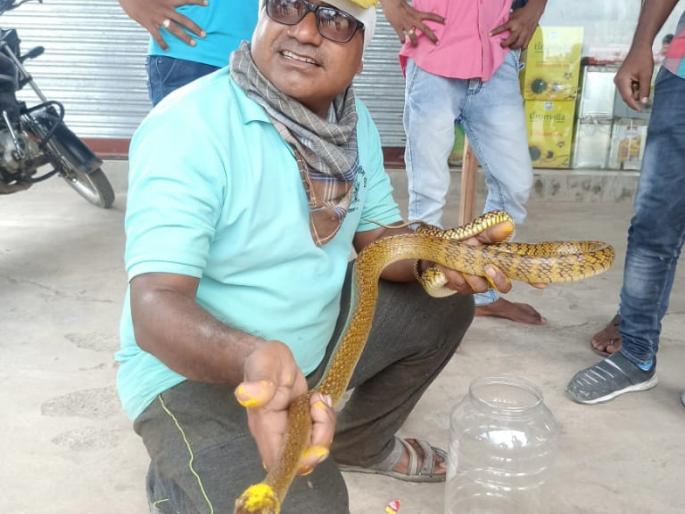 Injured snake rescued in Yeola | येवल्यात जखमी सर्पाला जीवदान