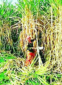 Compulsory recovery of pelting irrigation loan | ठिंबक सिंचन कर्जाची सक्तीने वसुली