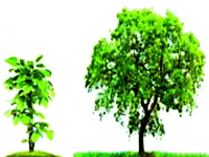 A plantation rate of 2700 rupees! | एक झाड लावण्याचा दर तब्बल २७०० रुपये!