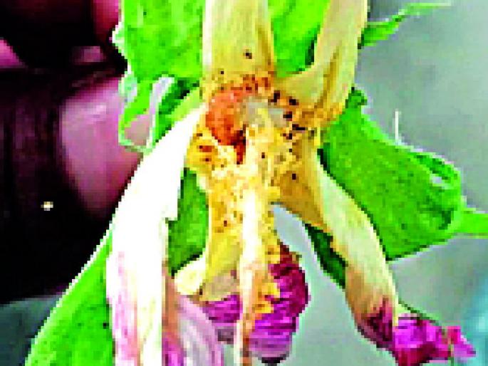 Alpine Attack on Cotton Flowers | कपाशीच्या फुलांवर अळ्यांचे आक्रमण