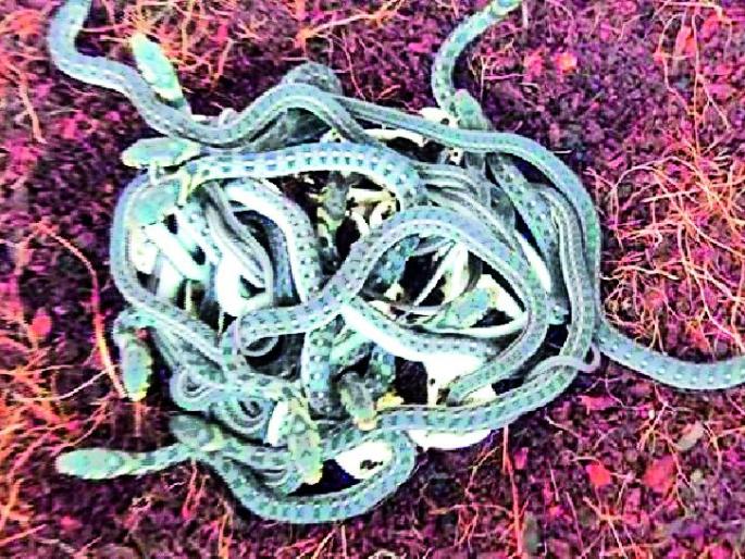 14 snake birthless parents! | जरा हटके! यवतमाळात १४ सर्प पिलांचा झाला आईविनाच जन्म! 14 snake birthless parents! | जरा हटके! यवतमाळात १४ सर्प पिलांचा झाला आईविनाच जन्म!