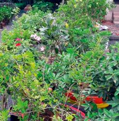 On the way to burning 39 million trees | ३९ लाख वृक्ष कोमेजण्याच्या मार्गावर On the way to burning 39 million trees | ३९ लाख वृक्ष कोमेजण्याच्या मार्गावर