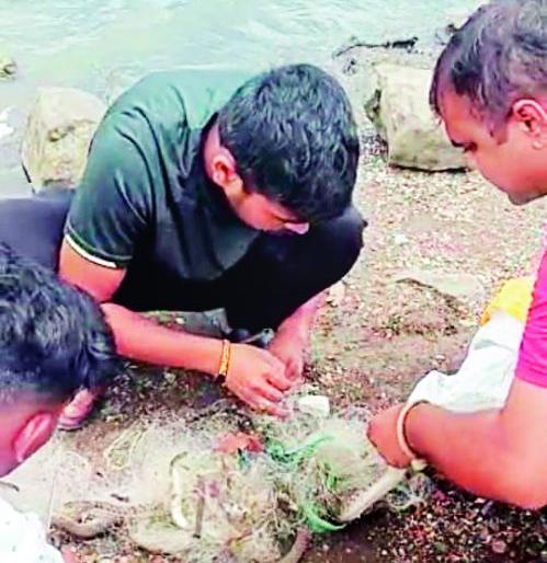 14 snakes caught in fishing nets; Sarpamitra gave life | मासे पकडायला टाकलेल्या जाळ्यात अडकले १४ साप; सर्पमित्रांनी दिले जीवदान 14 snakes caught in fishing nets; Sarpamitra gave life | मासे पकडायला टाकलेल्या जाळ्यात अडकले १४ साप; सर्पमित्रांनी दिले जीवदान