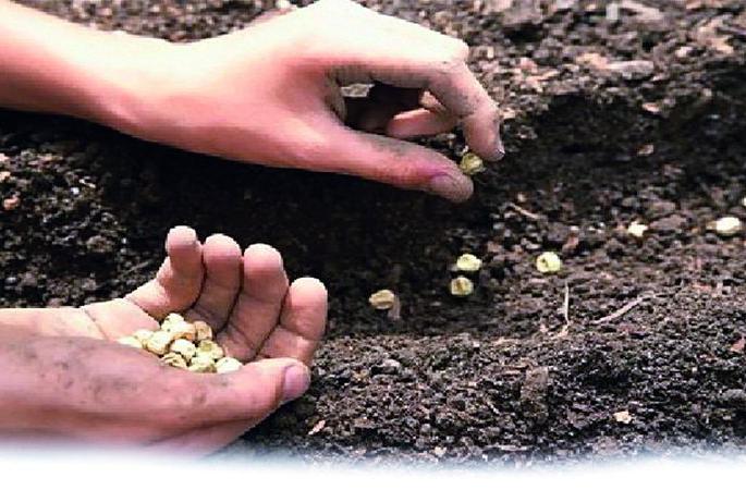 Why expensive seeds? Soybeans at home will make you wealthy | महागडे बियाणे कशाला? घरातील सोयाबीन करेल तुम्हाला मालामाल Why expensive seeds? Soybeans at home will make you wealthy | महागडे बियाणे कशाला? घरातील सोयाबीन करेल तुम्हाला मालामाल