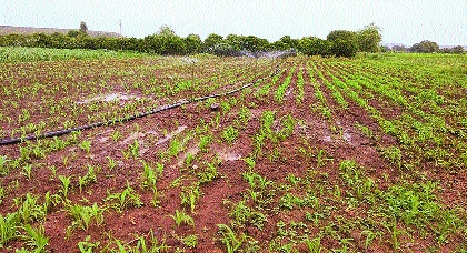 Due to the famine in Aurangabad district | औरंगाबाद जिल्ह्यावर दुष्काळाचे सावट Due to the famine in Aurangabad district | औरंगाबाद जिल्ह्यावर दुष्काळाचे सावट