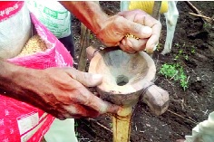 Due to the lack of rainfall, the crisis of sowing of farmers | पाऊस नसल्याने शेतकऱ्यांसमोर दुबार पेरणीचे संकट Due to the lack of rainfall, the crisis of sowing of farmers | पाऊस नसल्याने शेतकऱ्यांसमोर दुबार पेरणीचे संकट