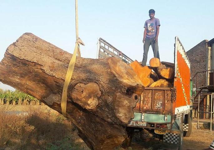 Cutting of green trees in Amravati district | अमरावती जिल्ह्यात हिरव्या झाडांची सर्रास कत्तल Cutting of green trees in Amravati district | अमरावती जिल्ह्यात हिरव्या झाडांची सर्रास कत्तल