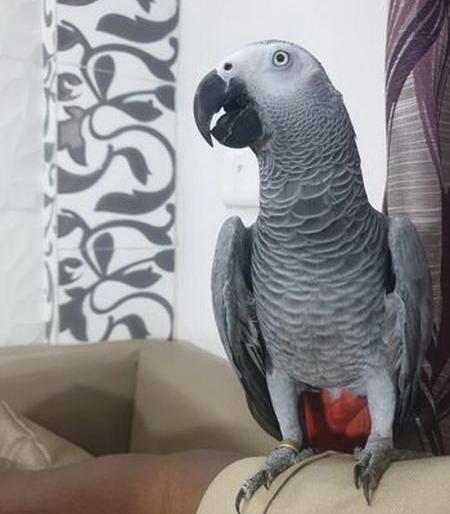 Just different! Got a million bucks worth of African Bravo parrot | जरा हटके! लाख मोलाचा आफ्रिकन ब्रेवो मिळाला Just different! Got a million bucks worth of African Bravo parrot | जरा हटके! लाख मोलाचा आफ्रिकन ब्रेवो मिळाला