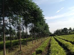 Gandhian agricultural expert unhappy over agricultural provisions in budget | अर्थसंकल्पातील शेती तरतुदींवर गांधीवादी कृषी तज्ज्ञ नाखूष