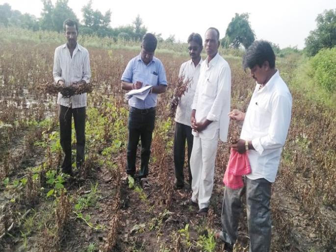 On the 'Lokmat' dam; The corn has now come to the humus ... | ‘लोकमत’ बांधावर; मक्याला आली आता बुरशी...क़णसाला आले मोड On the 'Lokmat' dam; The corn has now come to the humus ... | ‘लोकमत’ बांधावर; मक्याला आली आता बुरशी...क़णसाला आले मोड