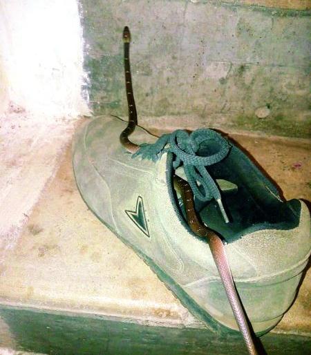 My God! The snake found in the shoe | अबब! बुटात आढळला साप My God! The snake found in the shoe | अबब! बुटात आढळला साप