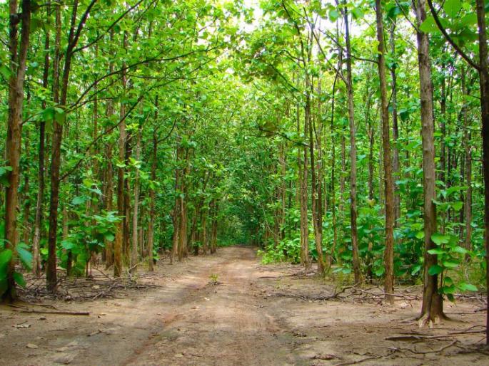 World Environment Day; Since 2011 Nagpur has no tree census in Nagpur | जागतिक पर्यावरण दिवस; २०११ पासून नागपुरात वृक्षगणनाच नाही World Environment Day; Since 2011 Nagpur has no tree census in Nagpur | जागतिक पर्यावरण दिवस; २०११ पासून नागपुरात वृक्षगणनाच नाही