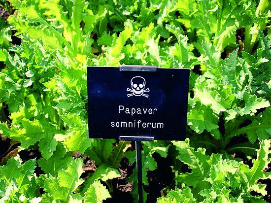 Toxic trees plant to be revived in Mayo hospital in Nagpur | नागपुरातील मेयो रुग्णालयात पुन्हा साकारणार विषारी झाडांचे उद्यान Toxic trees plant to be revived in Mayo hospital in Nagpur | नागपुरातील मेयो रुग्णालयात पुन्हा साकारणार विषारी झाडांचे उद्यान