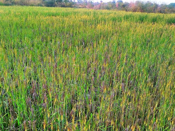 Wheat crop is drying in Nagpur district | नागपूर जिल्ह्यातील गव्हाचे पीक वाळण्याच्या मार्गावर Wheat crop is drying in Nagpur district | नागपूर जिल्ह्यातील गव्हाचे पीक वाळण्याच्या मार्गावर