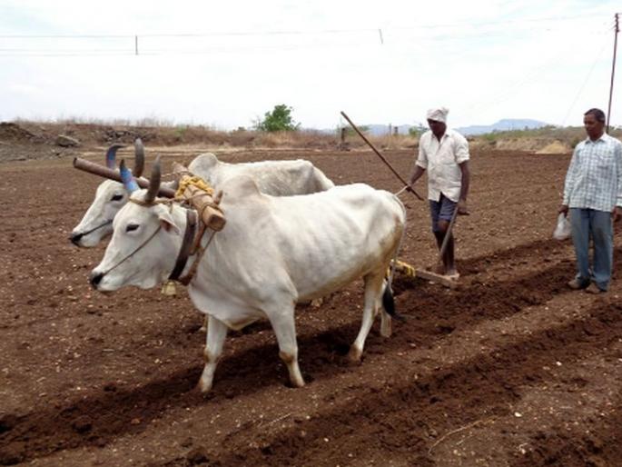 Sowing on an area of 75,000 hectares | ७५ हजार हेक्टर क्षेत्रावर पेरणी Sowing on an area of 75,000 hectares | ७५ हजार हेक्टर क्षेत्रावर पेरणी