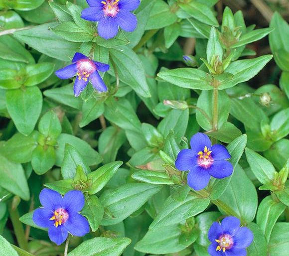 Poisonous animals poison the animals | जोंकमारी वनस्पतीमुळे जनावरांना विषबाधा Poisonous animals poison the animals | जोंकमारी वनस्पतीमुळे जनावरांना विषबाधा