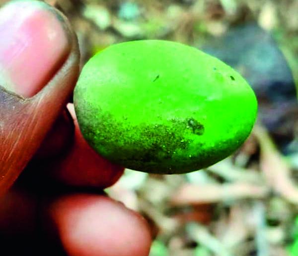 The onset of thrips on the mango, the evil cycle ends | आंब्यावर थ्रीप्सचा प्रादुर्भाव, दुष्टचक्र संपता संपेना, हवामानातील बदलाचा पुन्हा तोटा