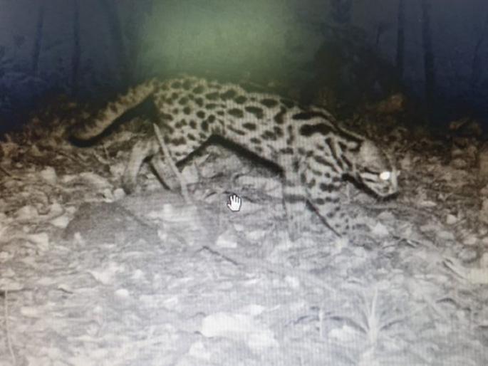 Extremely rare Waghati sightings in Radhanagari Sanctuary | राधानगरी अभयारण्यात अतिदुर्मिळ वाघाटीचे दर्शन, समृध्द जैवविविधतेवर शिक्कामोर्तब Extremely rare Waghati sightings in Radhanagari Sanctuary | राधानगरी अभयारण्यात अतिदुर्मिळ वाघाटीचे दर्शन, समृध्द जैवविविधतेवर शिक्कामोर्तब