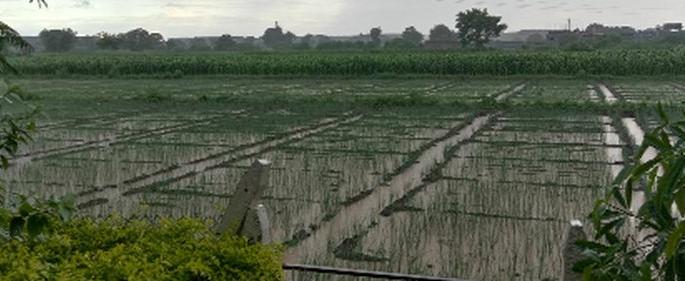Heavy rains after two months | दोन महिन्यानंतर पावसाची दमदार हजेरी Heavy rains after two months | दोन महिन्यानंतर पावसाची दमदार हजेरी