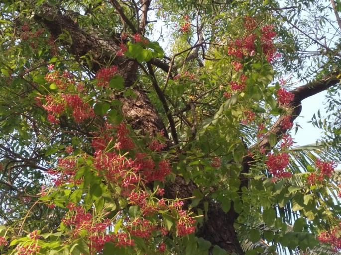 The seeds of medicinal plants for the nursery will be collected, a nature-friendly activity | रोपवाटिकेसाठी औषधी वनस्पतींच्या बिया करणार जमा, निसर्गमित्रचा उपक्रम The seeds of medicinal plants for the nursery will be collected, a nature-friendly activity | रोपवाटिकेसाठी औषधी वनस्पतींच्या बिया करणार जमा, निसर्गमित्रचा उपक्रम