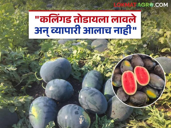 Beware of fraudulent traders! Farmers lose money after being asked to pick watermelons but traders don't come | फसवणूक करणाऱ्या व्यापाऱ्यांपासून सावधान! कलिंगड तोडायला लावले पण व्यापारी न आल्याने शेतकऱ्याचे नुकसान Beware of fraudulent traders! Farmers lose money after being asked to pick watermelons but traders don't come | फसवणूक करणाऱ्या व्यापाऱ्यांपासून सावधान! कलिंगड तोडायला लावले पण व्यापारी न आल्याने शेतकऱ्याचे नुकसान