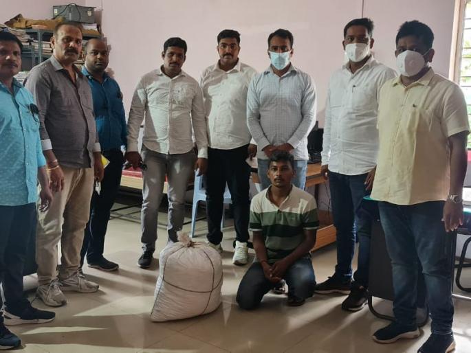Sixteen kilos of cannabis seized from youth, local crime investigation action | युवकाकडून सोळा किलो गांजा जप्त, स्थानिक गुन्हे अन्वेषणची कारवाई Sixteen kilos of cannabis seized from youth, local crime investigation action | युवकाकडून सोळा किलो गांजा जप्त, स्थानिक गुन्हे अन्वेषणची कारवाई