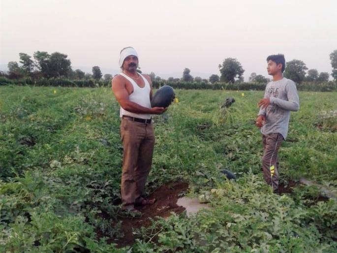 Watermelon farming at the foot of Satpuda mountain | सातपुड्याच्या पायथ्याशी बहरली कलिंगड शेती ! Watermelon farming at the foot of Satpuda mountain | सातपुड्याच्या पायथ्याशी बहरली कलिंगड शेती !
