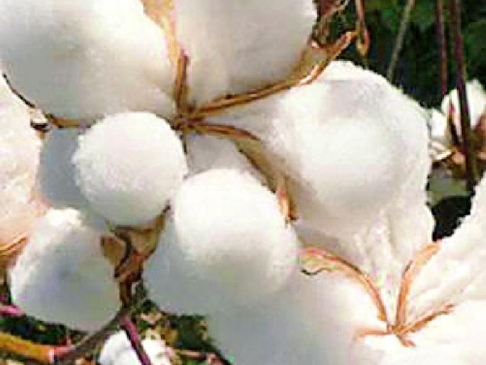 Record cotton; No bond at home! | नोंद कापसाची; घरी बोंडही नाही!