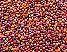 Waiting for four thousand farmers | चार हजार शेतकरी प्रतीक्षेत Waiting for four thousand farmers | चार हजार शेतकरी प्रतीक्षेत