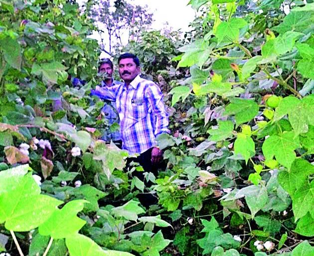 Abh ..! Eight feet tall, the farmer received it | अबब..! आठ फूट उंच पºहाटी!, शेतकºयाने साधली किमया Abh ..! Eight feet tall, the farmer received it | अबब..! आठ फूट उंच पºहाटी!, शेतकºयाने साधली किमया
