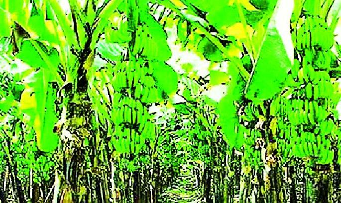 Banana plantations hit the rising temperature | वाढत्या तापमानाचा केळीच्या बागांना फटका Banana plantations hit the rising temperature | वाढत्या तापमानाचा केळीच्या बागांना फटका