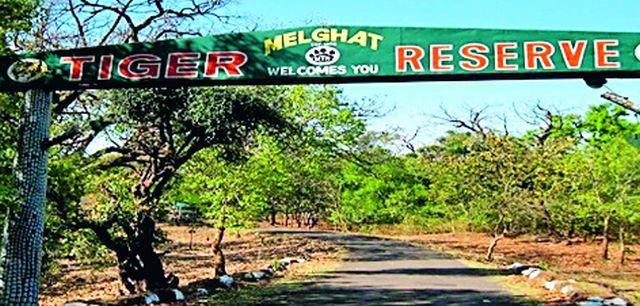 Tiger Reserve's control of the Tiger Reserve at the Melghat now | मेळघाटवर आता व्याघ्र प्रकल्पाचे एकछत्री नियंत्रण