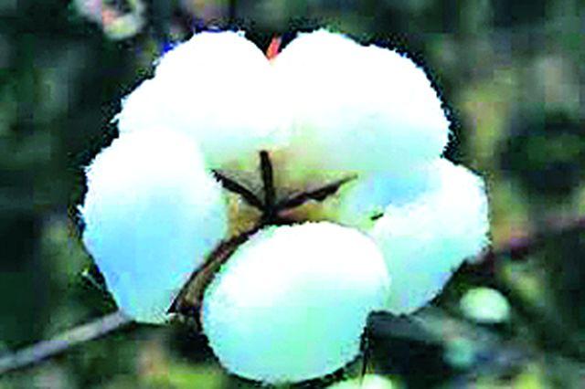 Muhurat shopping for cotton | दसऱ्याला कापूस खरेदीचा मुहूर्त