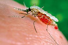 Dengue's nine 'positive' | एकाच रुग्णालयात डेंग्यूचे नऊ 'पॉझिटिव्ह' Dengue's nine 'positive' | एकाच रुग्णालयात डेंग्यूचे नऊ 'पॉझिटिव्ह'