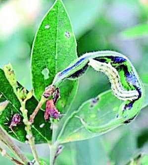 Cloud environments | ढगाळ वातावरण तुरीला बाधक Cloud environments | ढगाळ वातावरण तुरीला बाधक