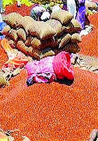 Nafed has given advice on how to dry the tur | नाफेडने दिला तूर वाळविण्याचा सल्ला