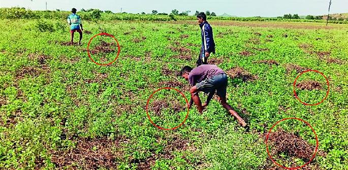 Finding hope even in rotten beans | कुजलेल्या सोयाबीनमध्येही आशेचा शोध Finding hope even in rotten beans | कुजलेल्या सोयाबीनमध्येही आशेचा शोध