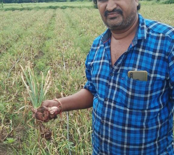 On the 'Lokmat Bandh', there was no water left in the onion | ‘लोकमत बांधावर’; कांद्यात शिरलं पाणी अन् होत्याचं नव्हतं झालं On the 'Lokmat Bandh', there was no water left in the onion | ‘लोकमत बांधावर’; कांद्यात शिरलं पाणी अन् होत्याचं नव्हतं झालं