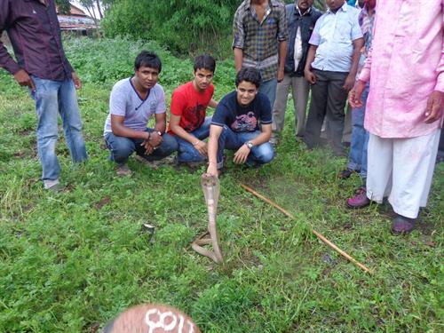 Shalalkar solved the cats with the help of dogs, treated as family members | शिराळकरांनी सोडवले नागाला कुत्र्यांच्या तावडीतून, घरातील सदस्यांप्रमाणे केले उपचार Shalalkar solved the cats with the help of dogs, treated as family members | शिराळकरांनी सोडवले नागाला कुत्र्यांच्या तावडीतून, घरातील सदस्यांप्रमाणे केले उपचार