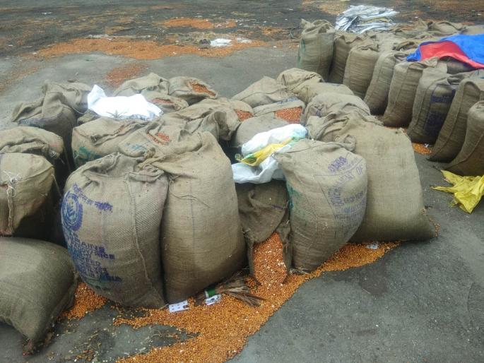 Due to rain in the Majalgaon, | माजलगावात पावसामुळे हरभऱ्याच्या घुग-या Due to rain in the Majalgaon, | माजलगावात पावसामुळे हरभऱ्याच्या घुग-या