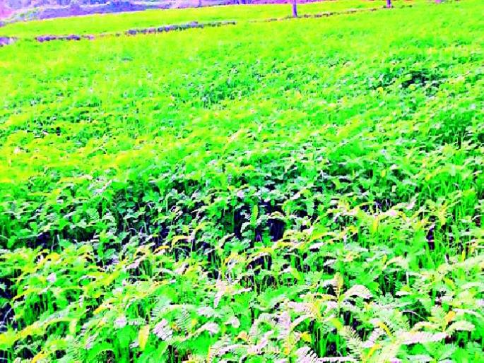 Dhenchya farming complements organic farming! | सेंद्रीय शेतीला पूरक असलेली ‘ढेंच्या’ची शेती! Dhenchya farming complements organic farming! | सेंद्रीय शेतीला पूरक असलेली ‘ढेंच्या’ची शेती!