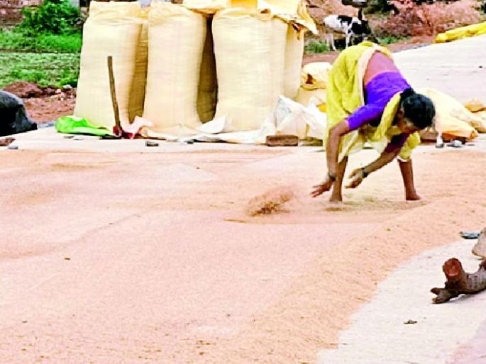 The farmer found himself in a dilemma | शेतकरी सापडला द्विधा मनस्थितीत The farmer found himself in a dilemma | शेतकरी सापडला द्विधा मनस्थितीत