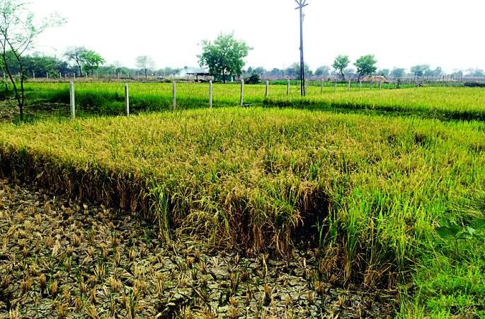 Now you tell me, sir, how much grain to grow per acre? | आता तुम्हीच सांगा साहेब, एकरी किती धान पिकवायचे? Now you tell me, sir, how much grain to grow per acre? | आता तुम्हीच सांगा साहेब, एकरी किती धान पिकवायचे?