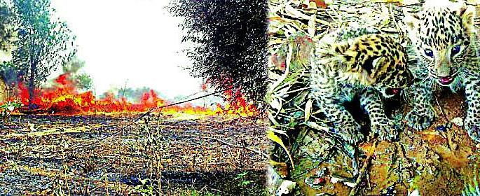 Hiding the pythons of the fire | आगीतून बचावली बिबट्याची पिले Hiding the pythons of the fire | आगीतून बचावली बिबट्याची पिले