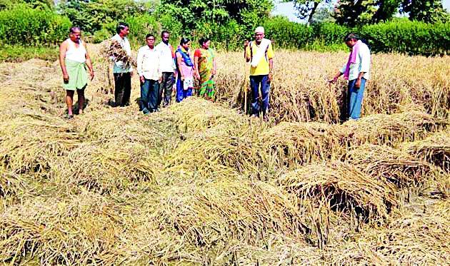 Trudusa destroyed three paddy pumps | तुडतुड्याने तीन एकरातील धानपीक नष्ट Trudusa destroyed three paddy pumps | तुडतुड्याने तीन एकरातील धानपीक नष्ट