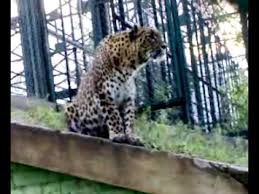 Disturbance circulation in Aundane area | औंदाणे परिसरात बिबट्याचा संचार Disturbance circulation in Aundane area | औंदाणे परिसरात बिबट्याचा संचार