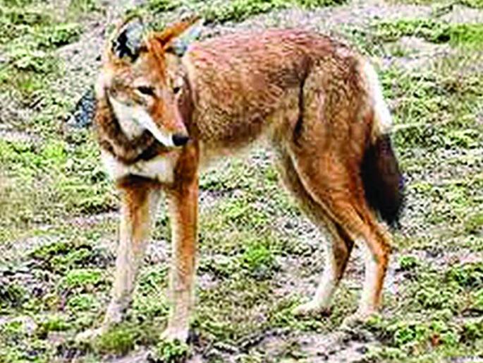 Wolf attack on farm laborers; 9 injured | शेतात काम करणाऱ्या मजुरांवर लांडग्याचा हल्ला; ९ जण जखमी Wolf attack on farm laborers; 9 injured | शेतात काम करणाऱ्या मजुरांवर लांडग्याचा हल्ला; ९ जण जखमी