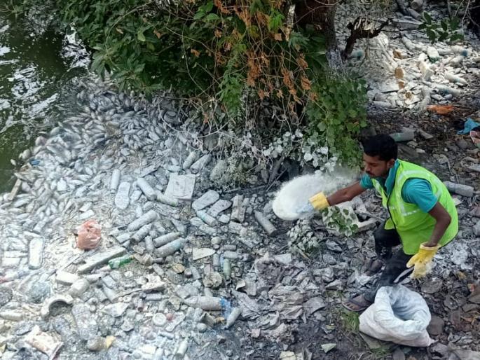 Dead fish in a black mine in Sangli | सांगलीतील काळ्या खणीत मृत माशांचा खच Dead fish in a black mine in Sangli | सांगलीतील काळ्या खणीत मृत माशांचा खच