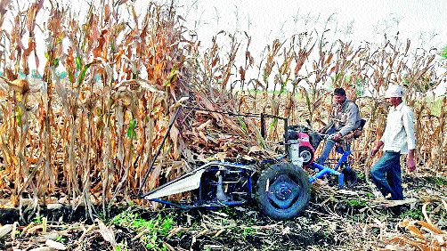 Spice mugs through the machine | यंत्राद्वारे मक्याची सोंगणी Spice mugs through the machine | यंत्राद्वारे मक्याची सोंगणी