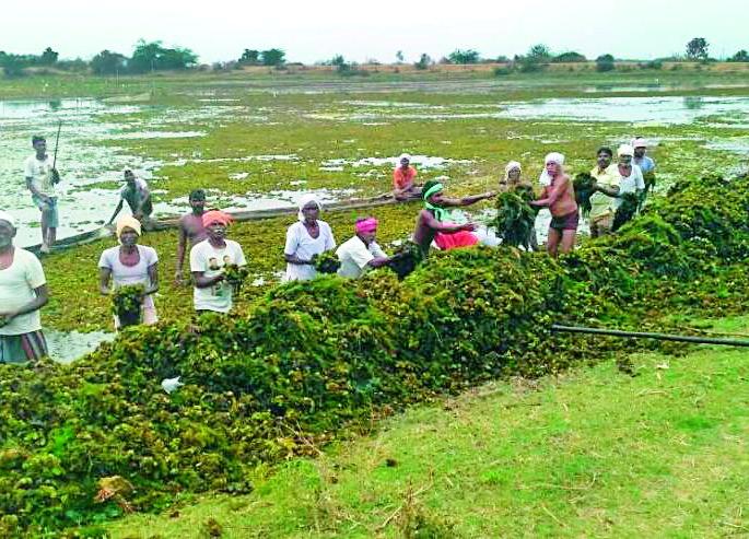 State Government for Fishery, Singda Products | मत्स्यपालन, सिंगाडा उत्पादनासाठी हवे राज्य शासनाचे सहकार्य State Government for Fishery, Singda Products | मत्स्यपालन, सिंगाडा उत्पादनासाठी हवे राज्य शासनाचे सहकार्य
